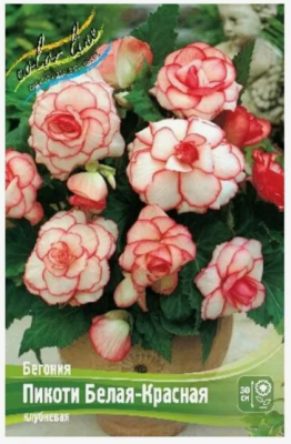 BUD Бегония Picotee White/Red (x1) в интернет гипермаркете «Планета Лета». Фото