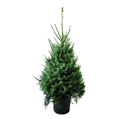 Ель сербская Nana, Гор36, Выс120 в интернет гипермаркете «Планета Лета». Фото