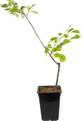 Вишня Тургеневка 2-летка С4 Выс140 в интернет гипермаркете «Планета Лета». Фото