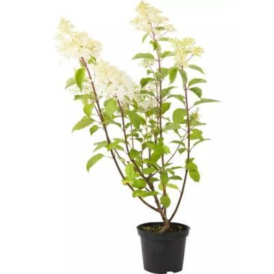 Гортензия метельчатая Phantom, С7,5, Выс60-80 Б в интернет гипермаркете «Планета Лета». Фото