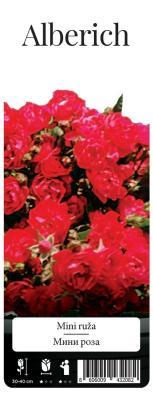 Роза миниатюрная Альберих П в интернет гипермаркете «Планета Лета». Фото