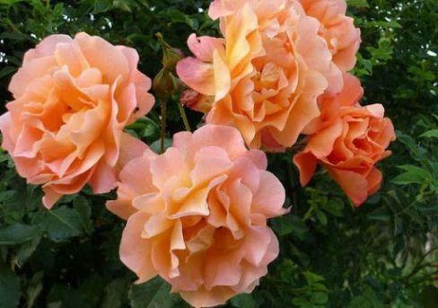 Роза парковая Вестерлэнд (туба) в интернет гипермаркете «Планета Лета». Фото