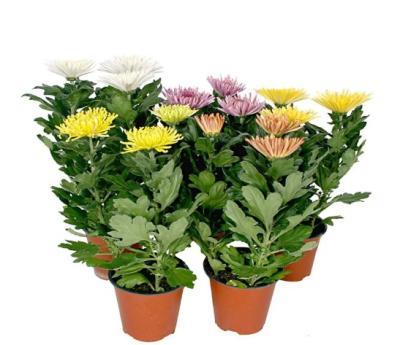 Хризантема Anastasia, Гор13, Выс40 в интернет гипермаркете «Планета Лета». Фото