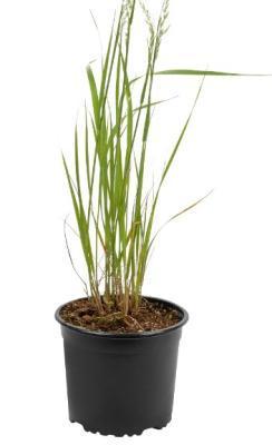 Вейник, Гор17 М в интернет гипермаркете «Планета Лета». Фото