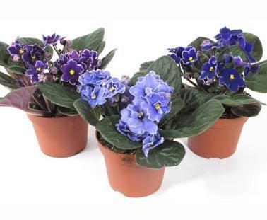 Фиалка Butterfly, Гор12, Выс20 в интернет гипермаркете «Планета Лета». Фото