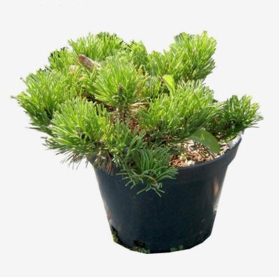 Сосна горная Пумилио Гор17 М в интернет гипермаркете «Планета Лета». Фото