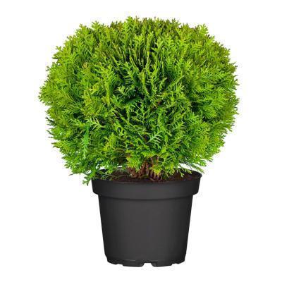 Туя запад.Даника Гор17 М в интернет гипермаркете «Планета Лета». Фото