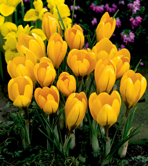 BES Крокус Large Yellow (x10) в интернет гипермаркете «Планета Лета». Фото