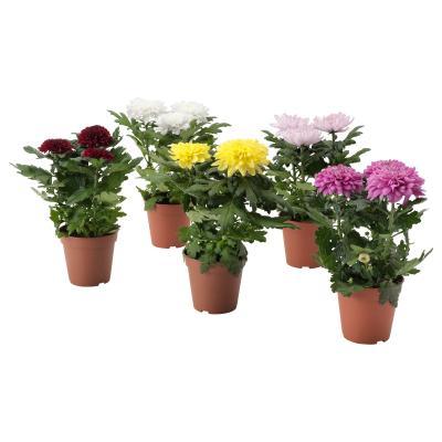 Хризантема трио, Гор14 М в интернет гипермаркете «Планета Лета». Фото
