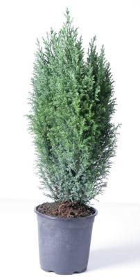 Кипарисовик Л.Ellwoodii, Гор23, Выс60 в интернет гипермаркете «Планета Лета». Фото