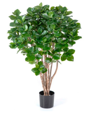 Клузия древовидная в-110 см в интернет гипермаркете «Планета Лета». Фото