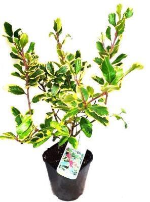 Падуб Golden King, Гор17, Выс40 в интернет гипермаркете «Планета Лета». Фото