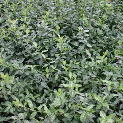 Бересклет форчуна Колоратус Гор17 М в интернет гипермаркете «Планета Лета». Фото