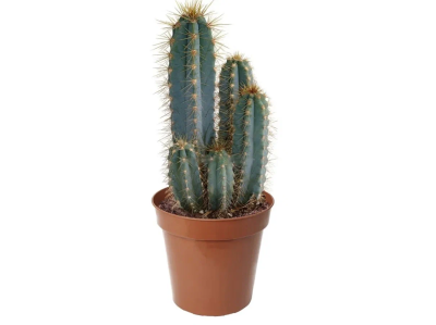 Кактус Cereus, Гор12, Выс30 в интернет гипермаркете «Планета Лета». Фото