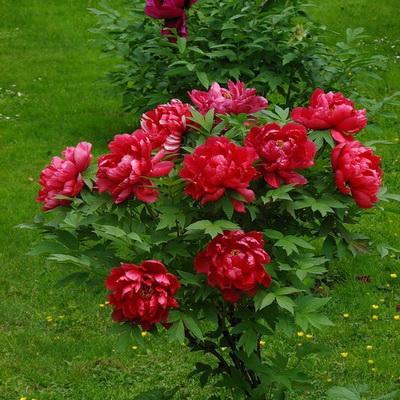 Пион древовидный Алые паруса П в интернет гипермаркете «Планета Лета». Фото