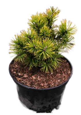 Сосна горная Ophir, Гор40, Выс25 в интернет гипермаркете «Планета Лета». Фото