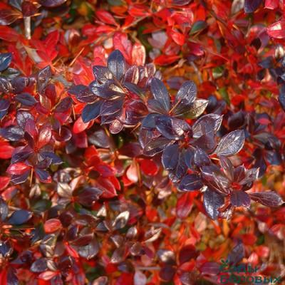 Барбарис средн.Red Jewel, Гор19, Выс30-50 в интернет гипермаркете «Планета Лета». Фото