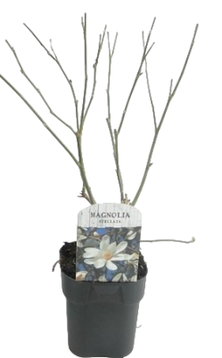 Магнолия Stellata, Гор17, Выс40 в интернет гипермаркете «Планета Лета». Фото