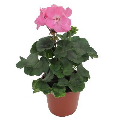 Пеларгония зон., Гор11, Выс20 М в интернет гипермаркете «Планета Лета». Фото