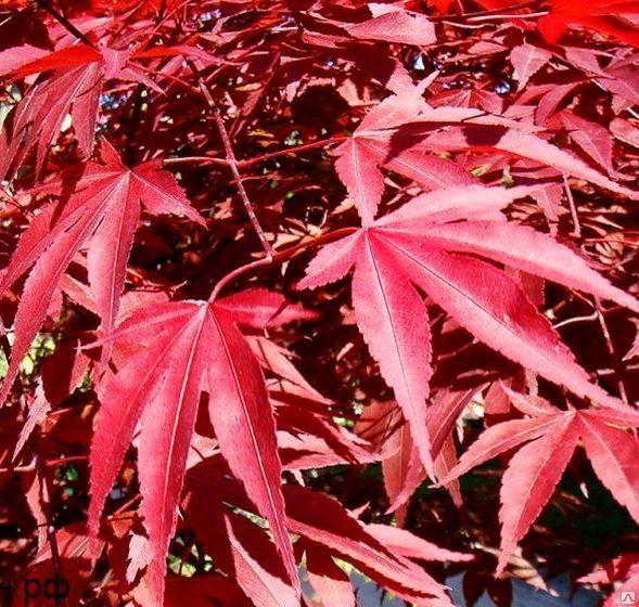 Клен пальм.Dissectum Atropurpureum штамб, Гор70, Выс120 в интернет гипермаркете «Планета Лета». Фото