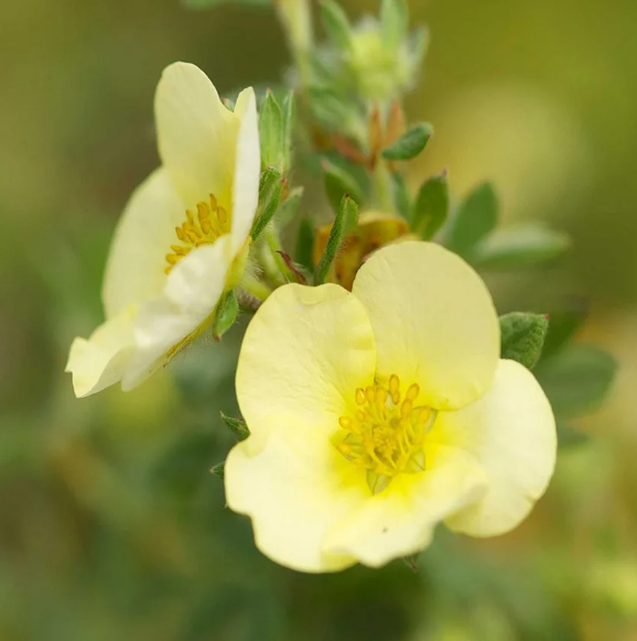 Лапчатка кустарниковая Лаймлайт/ЦКор П в интернет гипермаркете «Планета Лета». Фото