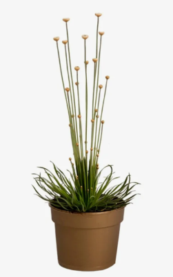 Сингонантус Red, Гор14, Выс30 в интернет гипермаркете «Планета Лета». Фото