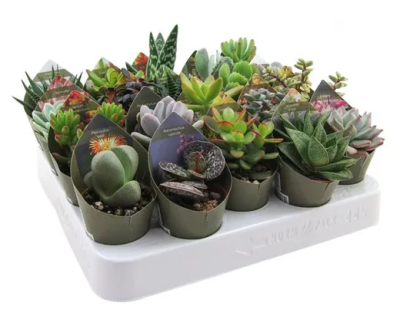 Суккуленты Mix, Гор14 М в интернет гипермаркете «Планета Лета». Фото