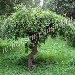 Ива белая Шаровидный Карлик П в интернет гипермаркете «Планета Лета». Фото