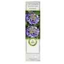 Гортензия крупнолистовая Блаумайзе П в интернет гипермаркете «Планета Лета». Фото