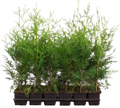 Туя запад.Brabant, Гор11, Выс25 в интернет гипермаркете «Планета Лета». Фото