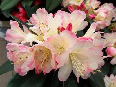 Рододендрон Dusty Miller, Выс20, Гор17 в интернет гипермаркете «Планета Лета». Фото