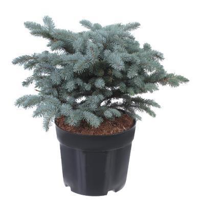 Ель колючая Glauca Globosa, Гор17, Выс30 в интернет гипермаркете «Планета Лета». Фото