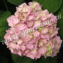 Гортензия крупнолистовая Бодензи П в интернет гипермаркете «Планета Лета». Фото