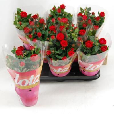 Роза Hybrid Kuvert красная, Гор10, Выс30 в интернет гипермаркете «Планета Лета». Фото