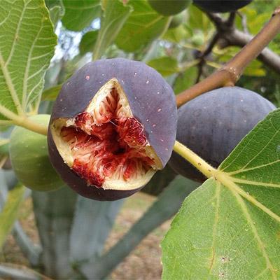 Инжир Айс Кристал/ЦКор в интернет гипермаркете «Планета Лета». Фото