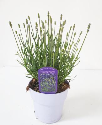 Лаванда узколист.Hidcote, Гор13, Выс35 в интернет гипермаркете «Планета Лета». Фото