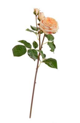 Роза Дэвид Остин Мидл ветвь св.персиковая в-50 см 1цв (д-8,в-6 см), 2бут 30.11170018LPC в интернет гипермаркете «Планета Лета». Фото