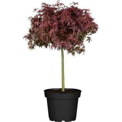 Клен пальм.Crimson Princess штамб, Гор31, Выс100 И в интернет гипермаркете «Планета Лета». Фото