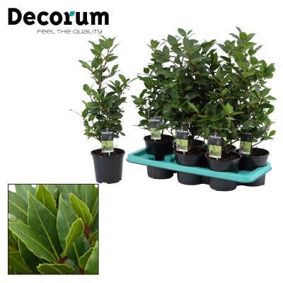 Лавр благородный, Гор21, Выс100 И в интернет гипермаркете «Планета Лета». Фото