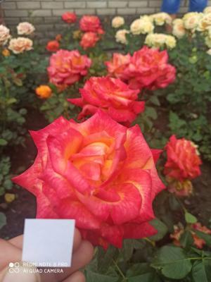 Роза чайно-гибридная Вуду ОКС в интернет гипермаркете «Планета Лета». Фото