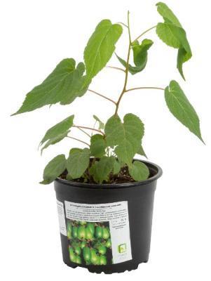 Актинидия коломикта Сентябрьская Гор23 М в интернет гипермаркете «Планета Лета». Фото