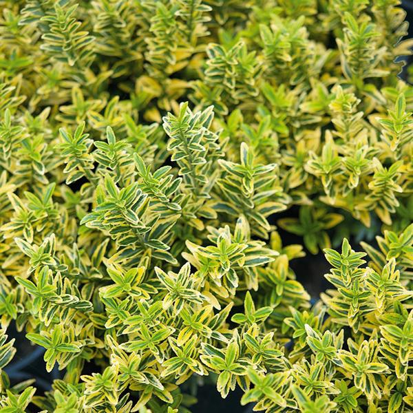 Бересклет японский Микрофилус Гор17 М в интернет гипермаркете «Планета Лета». Фото