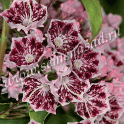 Кальмия широколистная Дженс Делайт П в интернет гипермаркете «Планета Лета». Фото