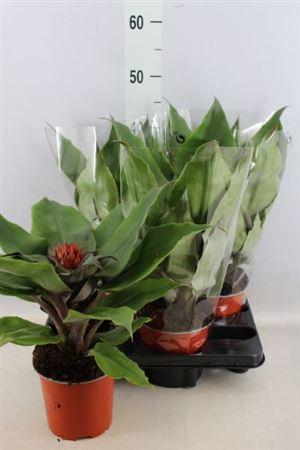 Эхмея Tayoensis, Гор15, Выс40 в интернет гипермаркете «Планета Лета». Фото