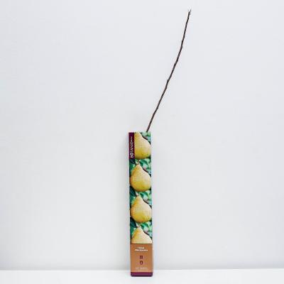 Груша Москвичка (туба) в интернет гипермаркете «Планета Лета». Фото