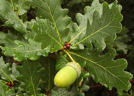Дуб черешчатый/ЦКор П в интернет гипермаркете «Планета Лета». Фото