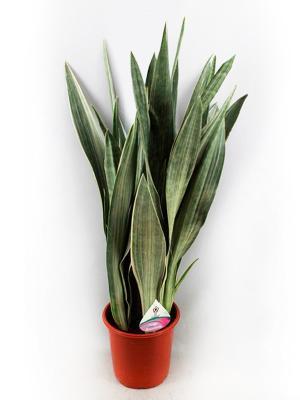 Сансевиерия Aubrytniana Metallica, Гор14, Выс50 в интернет гипермаркете «Планета Лета». Фото