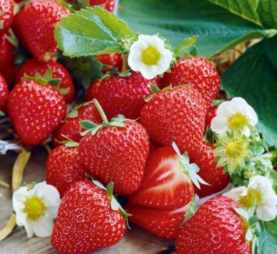 Земляника садовая Гирлянда (Р9) в интернет гипермаркете «Планета Лета». Фото
