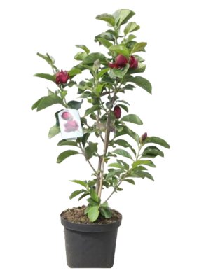 Магнолия Genie, Гор19, Выс40 в интернет гипермаркете «Планета Лета». Фото