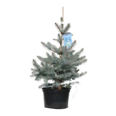 Ель колючая Блю Даймондс, Гор31 М в интернет гипермаркете «Планета Лета». Фото